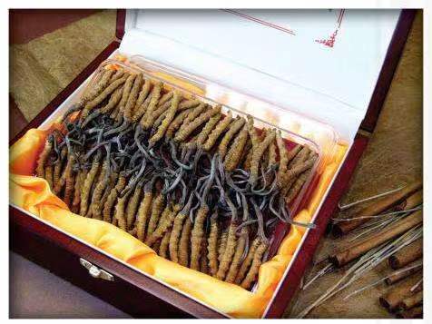 宜都冬虫夏草回收